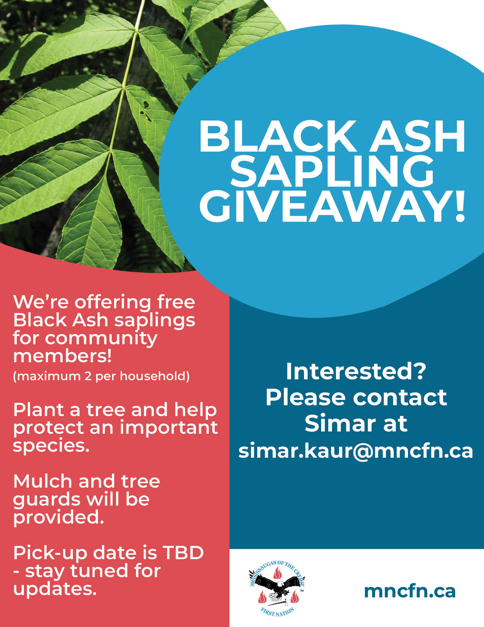 Black Ash Sapling Giveaway